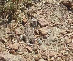 Phrynosoma platyrhinos