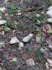 Mitrula lunulatospora