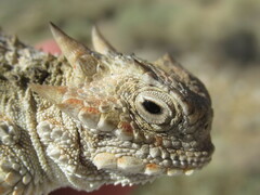 Phrynosoma platyrhinos