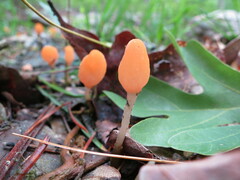 Mitrula lunulatospora