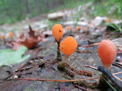 Mitrula lunulatospora