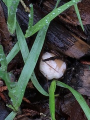Coprinellus flocculosus
