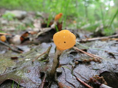 Mitrula lunulatospora