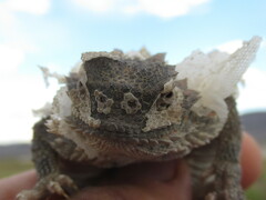 Phrynosoma platyrhinos