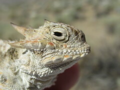 Phrynosoma platyrhinos