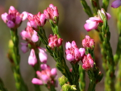 Erica corifolia