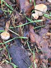 Coprinellus flocculosus