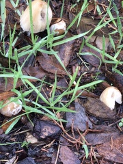 Coprinellus flocculosus