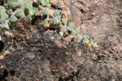 Nanorrhinum dichondrifolium