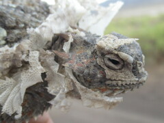 Phrynosoma platyrhinos