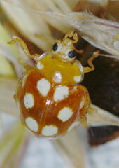 Vibidia duodecimguttata
