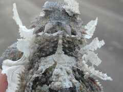 Phrynosoma platyrhinos