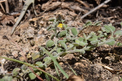 Nanorrhinum dichondrifolium