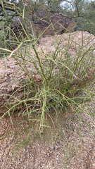 Koeberlinia spinosa