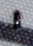 Nepticuloidea