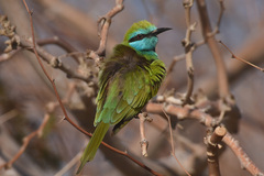 Merops cyanophrys