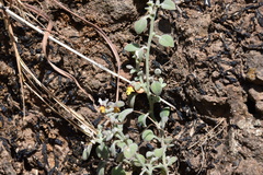 Nanorrhinum dichondrifolium