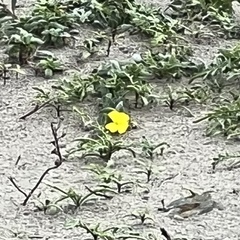 Camissoniopsis cheiranthifolia