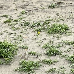 Camissoniopsis cheiranthifolia