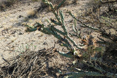 Cylindropuntia acanthocarpa