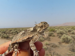 Phrynosoma platyrhinos
