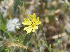 Lagophylla glandulosa