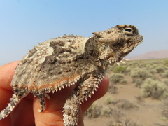 Phrynosoma platyrhinos