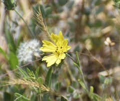 Lagophylla glandulosa