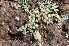 Nanorrhinum dichondrifolium