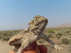 Phrynosoma platyrhinos