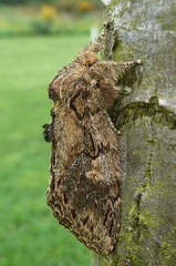 Peridea anceps