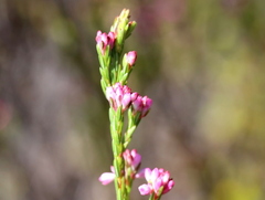 Erica corifolia