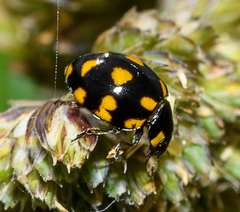 Coccinella leonina
