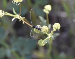 Adelidae