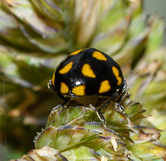 Coccinella leonina