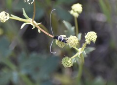 Adelidae