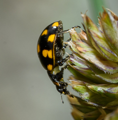 Coccinella leonina