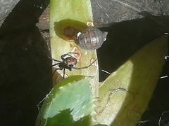 Latrodectus mirabilis