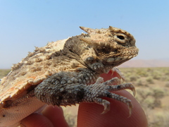 Phrynosoma platyrhinos