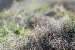 Curruca conspicillata