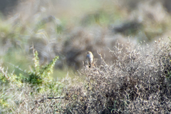 Curruca conspicillata