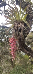 Tillandsia prodigiosa