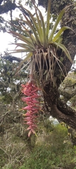 Tillandsia prodigiosa