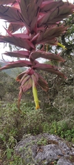 Tillandsia prodigiosa
