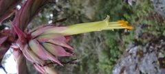 Tillandsia prodigiosa
