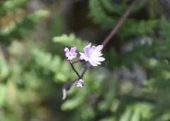 Lithophragma parviflorum