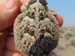 Phrynosoma platyrhinos