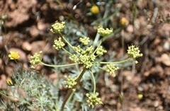 Lomatium utriculatum