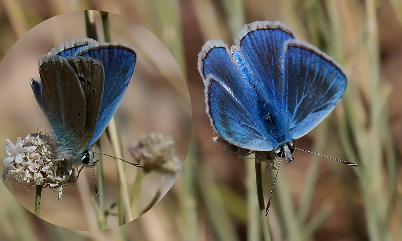 Polyommatus wagneri