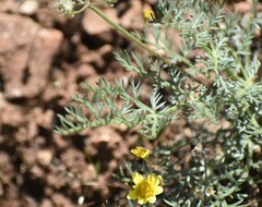 Lomatium utriculatum